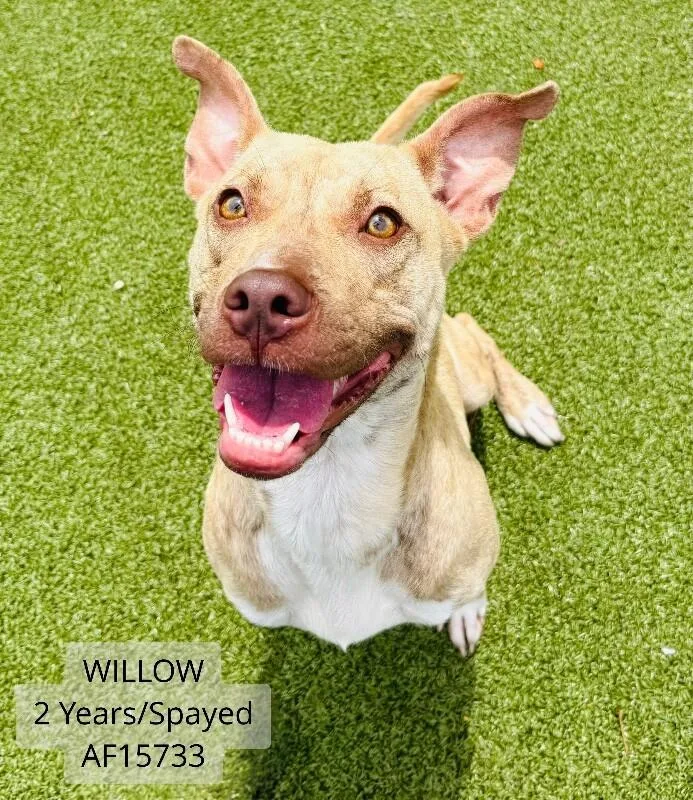 Willow