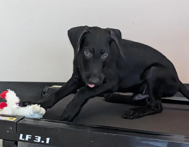 A baby large-sized male Labradoodle dog named Goose A for adoption in Plano, TX