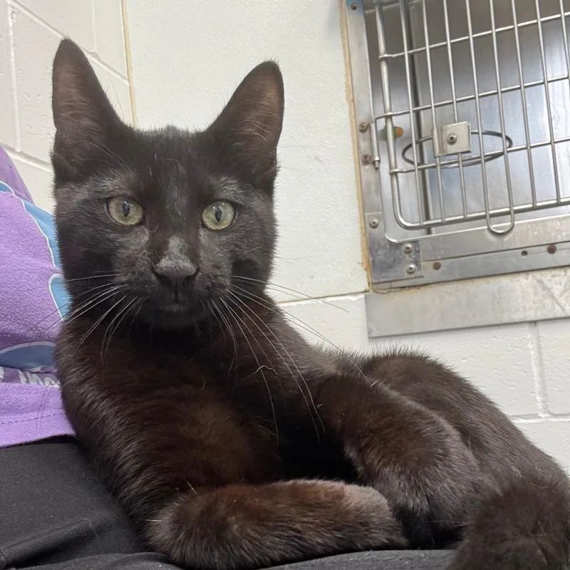 A young medium-sized male Black Domestic Short Hair cat named Wallace for adoption in Marshalltown, IA
