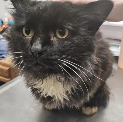An adult small-sized male Domestic Long Hair cat named Thistle for adoption in Pendleton, OR