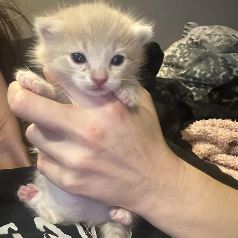 A baby small-sized male Buff / Tan / Fawn Domestic Medium Hair cat named Lucky Baby for adoption in Tustin, CA