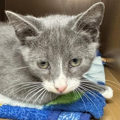 A baby small-sized male Domestic Short Hair cat named East $ for adoption in Seneca, SC