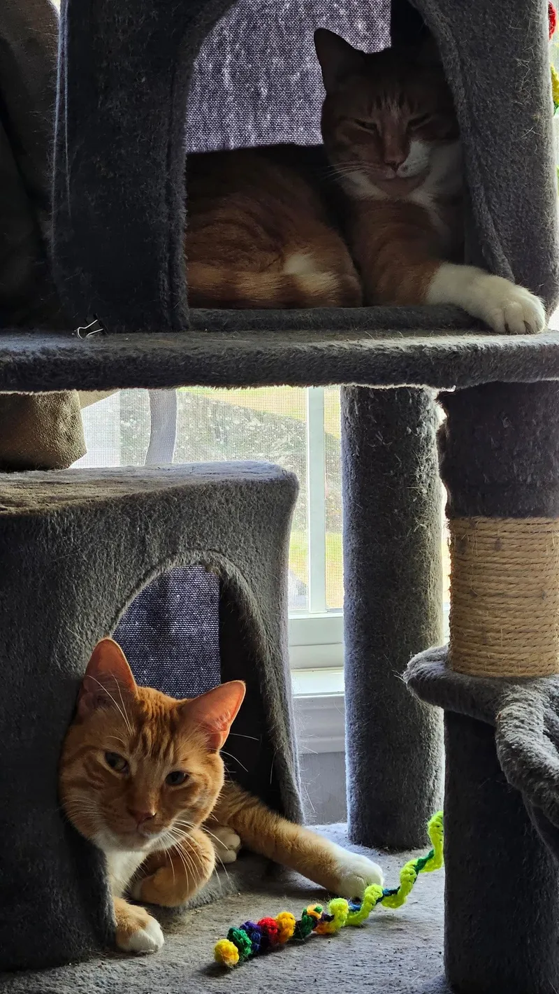 An adult medium-sized male Orange & White Domestic Short Hair cat named Pumpkin for adoption in East Derry, NH