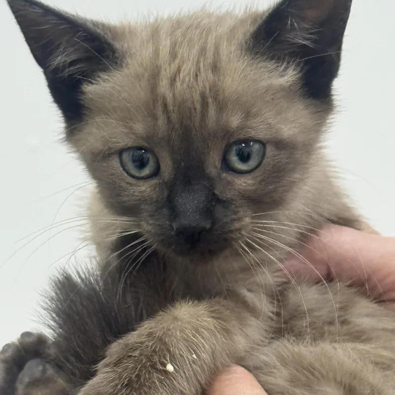 A baby medium-sized female Flame Point Domestic Short Hair cat named Toffee for adoption in Sonora, CA
