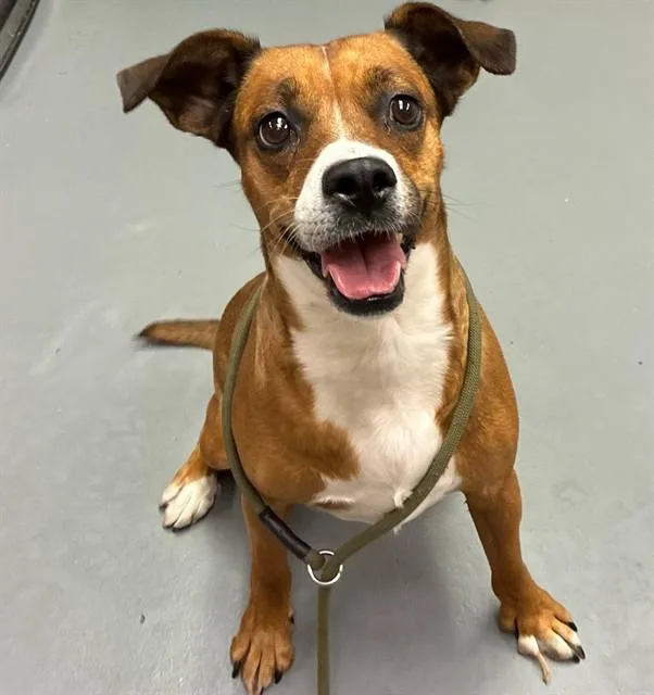 An adult medium-sized female Brown / Chocolate Pit Bull Terrier dog named Tadpole for adoption in Phoenix, OR