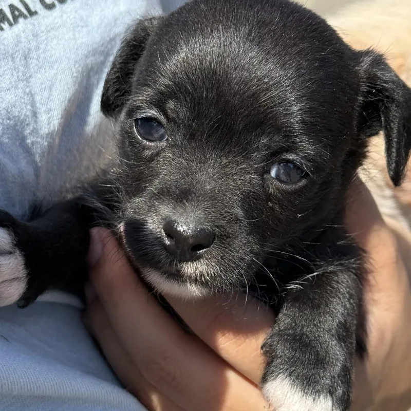 A baby small-sized male Black Mixed Breed dog named Koa for adoption in Fresno, CA