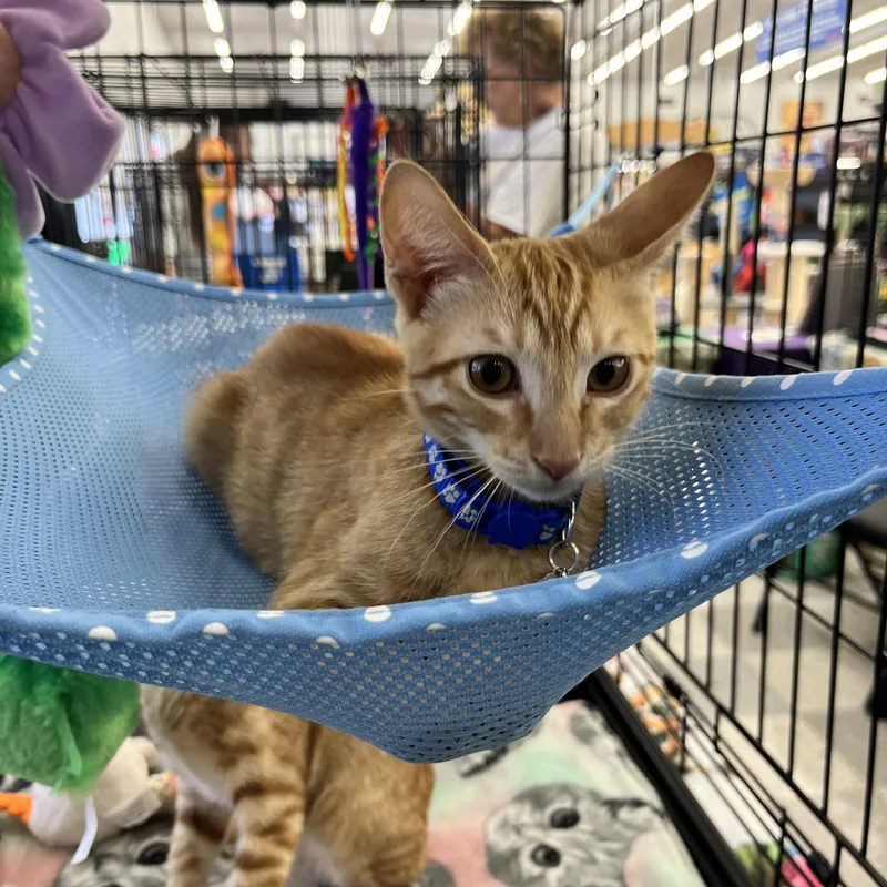 A baby medium-sized male Orange / Red Domestic Short Hair cat named Derrick M. for adoption in Sacramento, CA