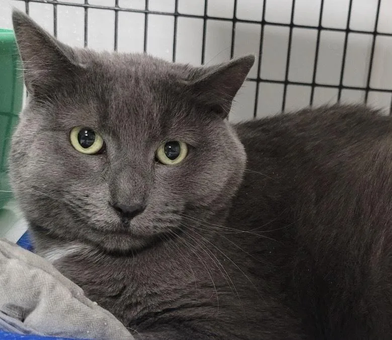 An adult medium-sized male Gray & White Domestic Short Hair cat named Smokey for adoption in Fort Madison, IA
