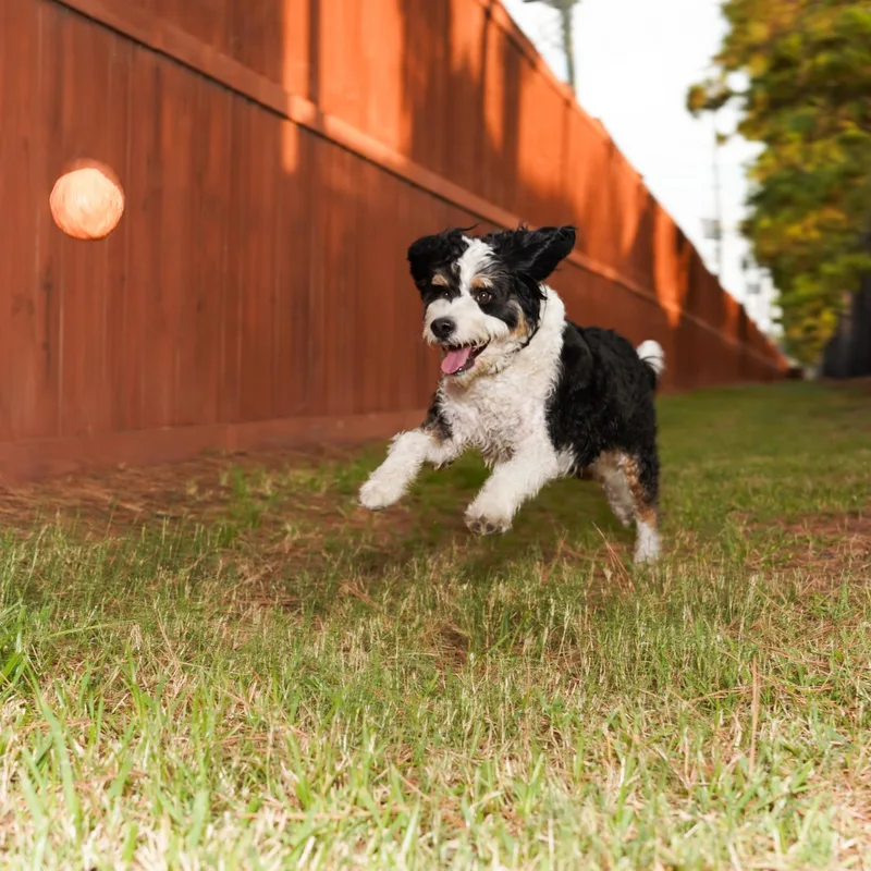 An adult medium-sized male Tricolor (Brown, Black, & White) Bernedoodle dog named Banjotexas for adoption in Houston, TX