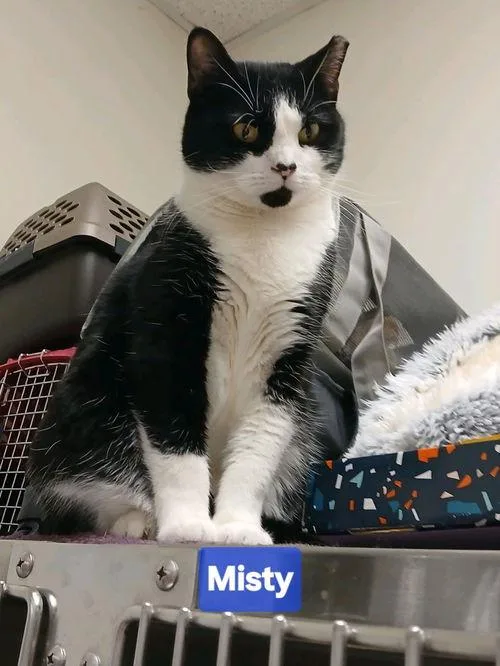 A young medium-sized female Domestic Short Hair cat named Misty for adoption in Philadelphia, PA