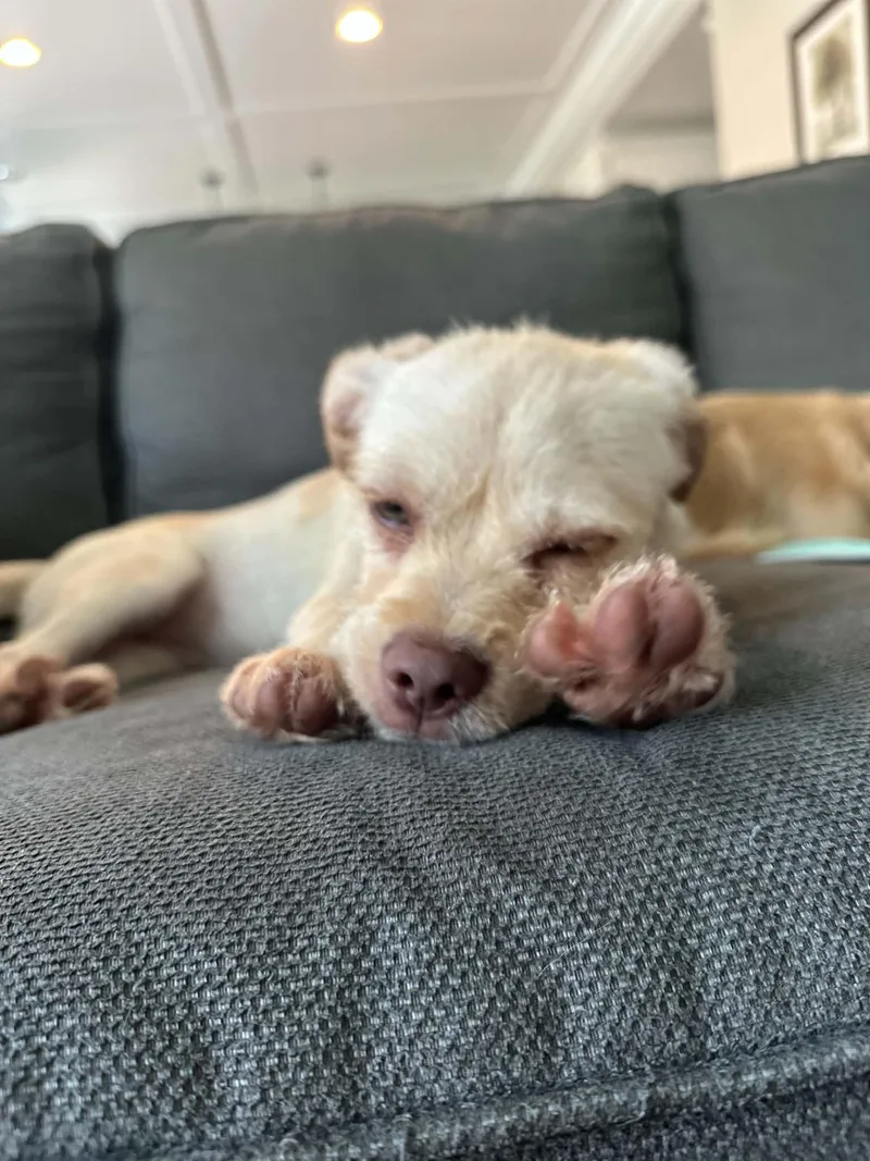 A baby small-sized female Terrier dog named Melva for adoption in Coldwater, MI