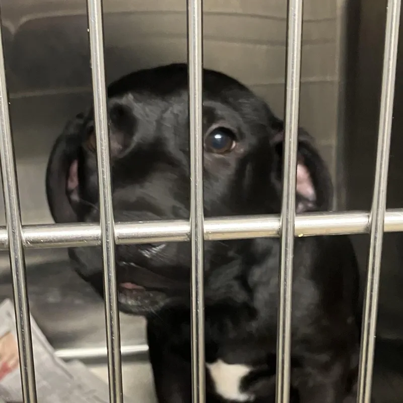 A baby medium-sized male Black Mixed Breed dog named Harry for adoption in Parma, OH