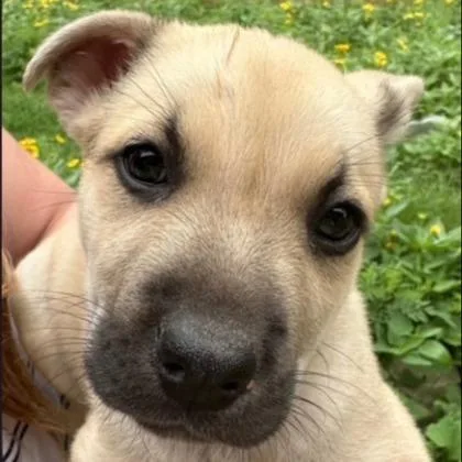 A young large-sized female Shepherd dog named Leia for adoption in Kansas City, MO