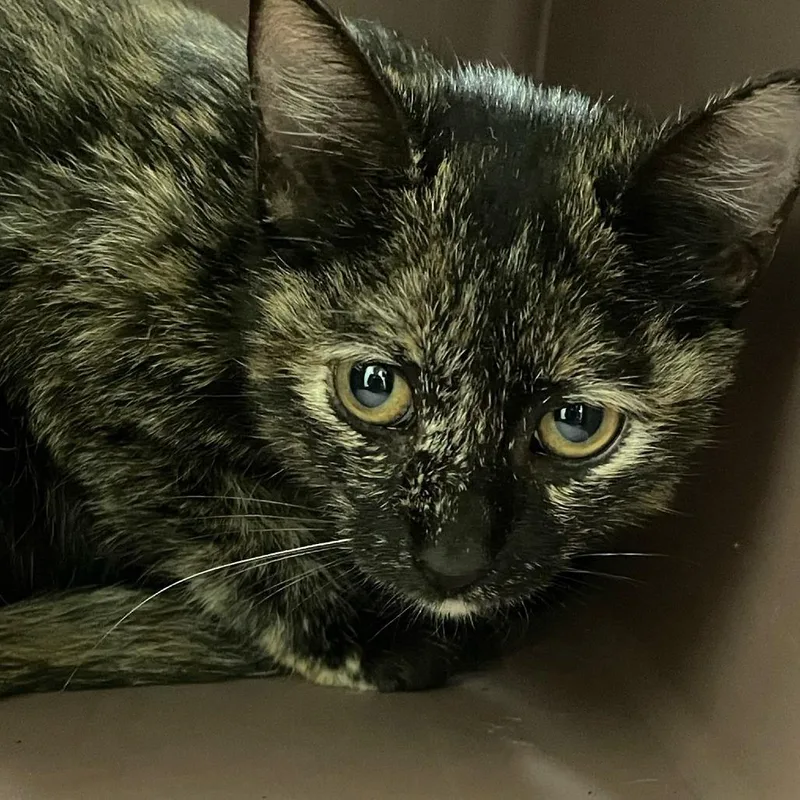 A baby small-sized female Tortoiseshell Domestic Short Hair cat named Sunday Best for adoption in Charlottesville, VA