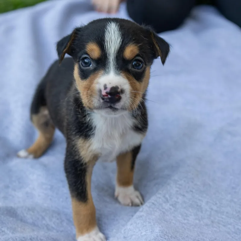 Oakley