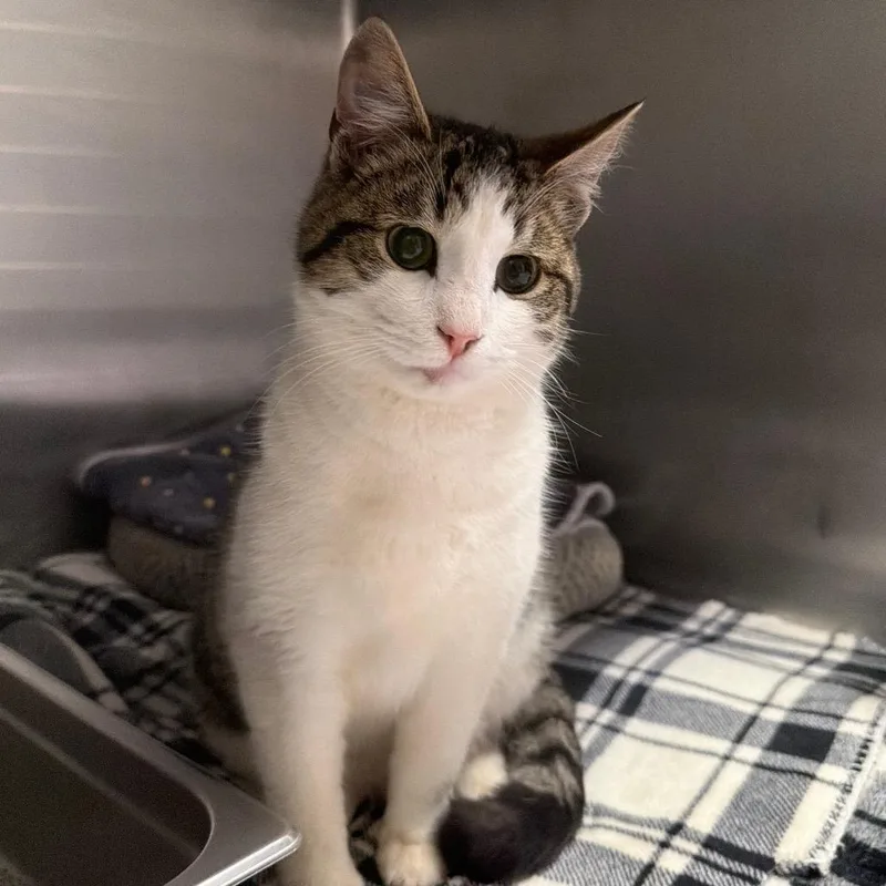 An adult medium-sized male White Domestic Short Hair cat named Harley for adoption in Blairsville, GA