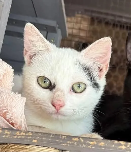 A baby small-sized female White Domestic Short Hair cat named Cleopatra for adoption in Wilmington, NC