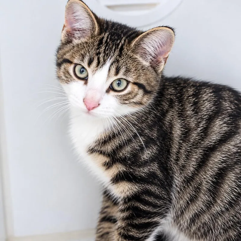 A baby small-sized male Domestic Short Hair cat named Phoenix for adoption in Walnutport, PA