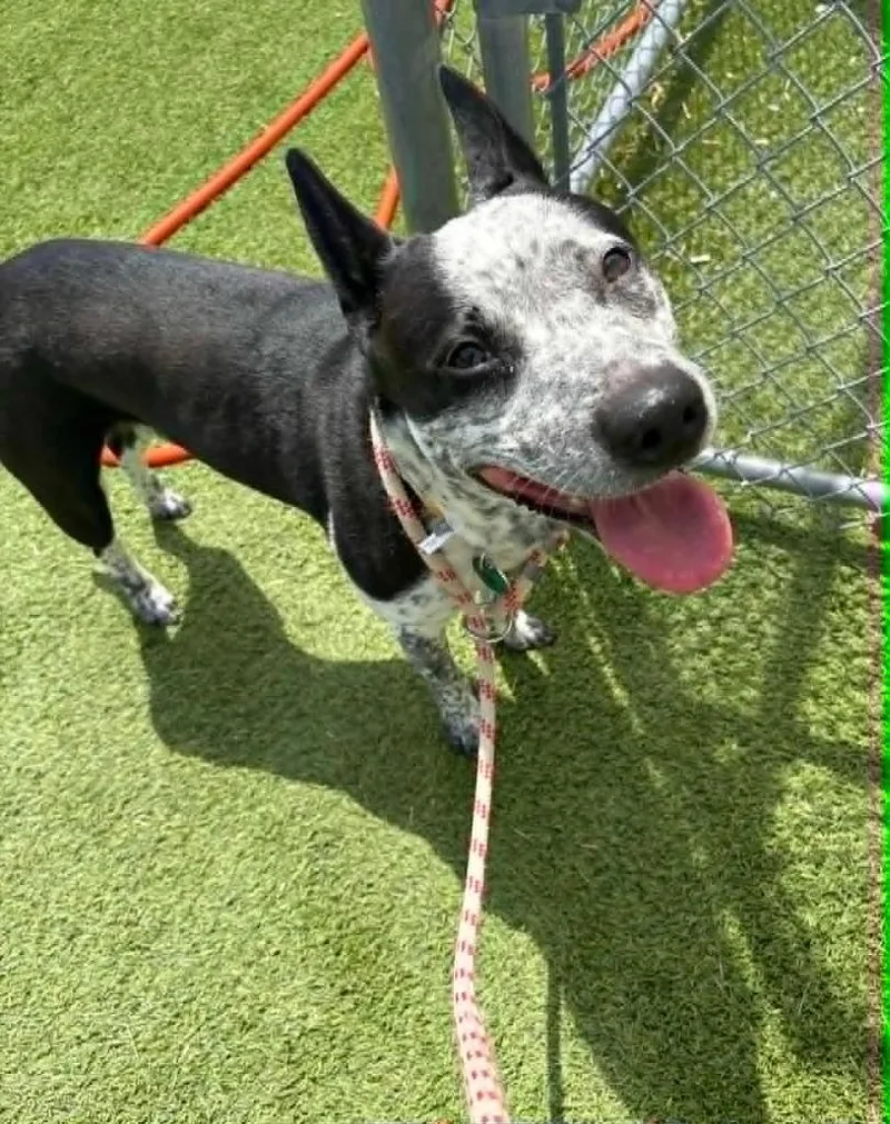 An adult medium-sized male Australian Cattle Dog / Blue Heeler dog named Odin for adoption in Detroit, MI