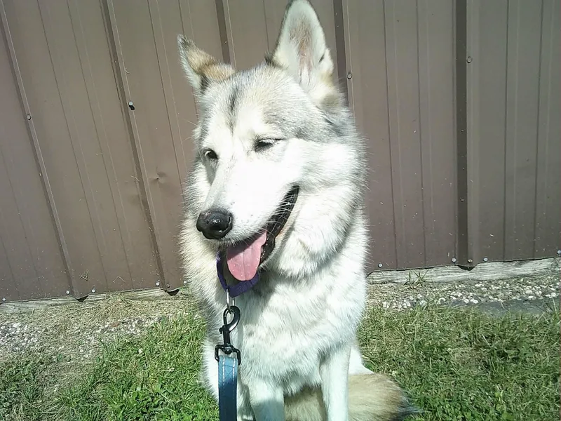 A senior medium-sized female White / Cream Siberian Husky dog named Matka for adoption in La Motte, IA