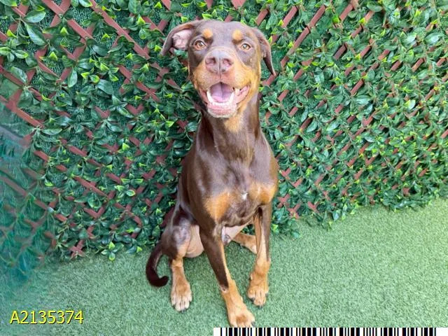 An adult large-sized male Mixed Breed dog named Cody for adoption in West Palm Beach, FL