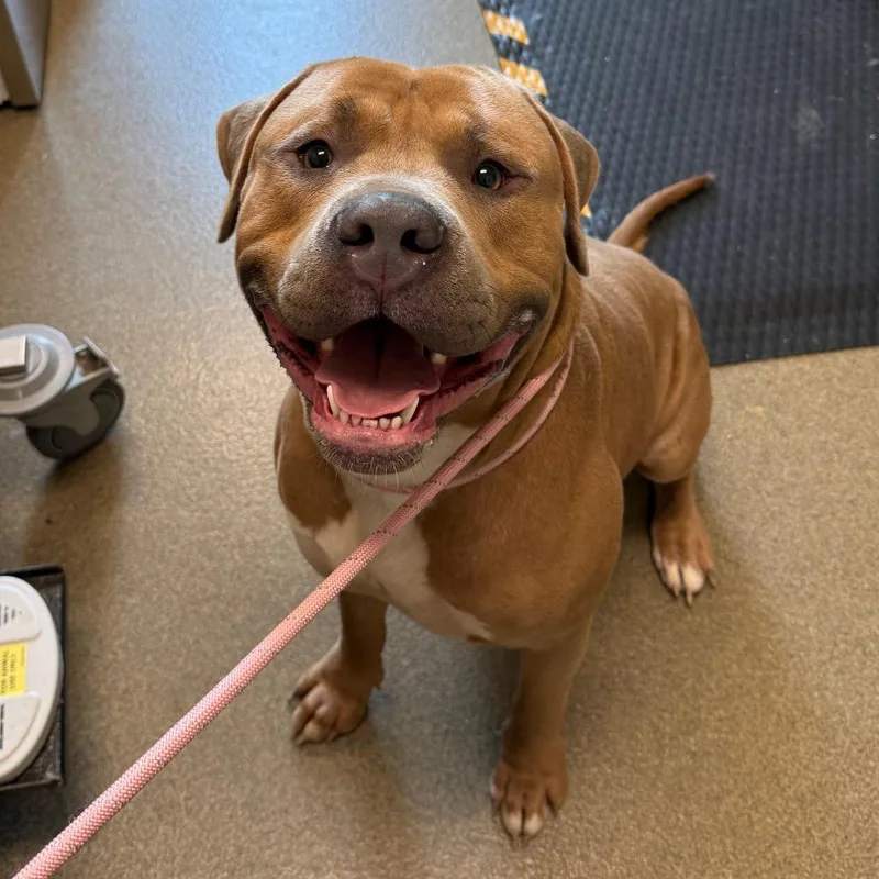An adult extra large-sized male Yellow / Tan / Blond / Fawn Cane Corso dog named Blue for adoption in Council Bluffs, IA