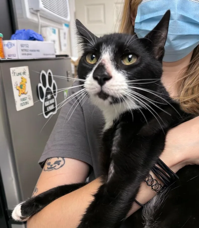 A young medium-sized male Domestic Short Hair cat named Kronos for adoption in Pomona, NY