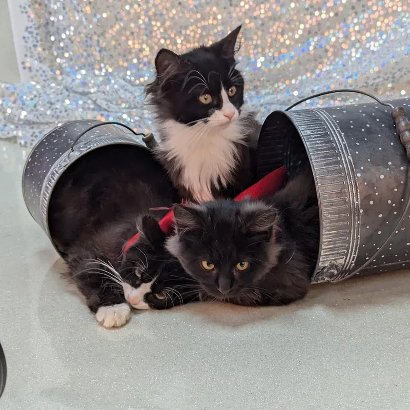 Lawrence Olivier thumbnail 2