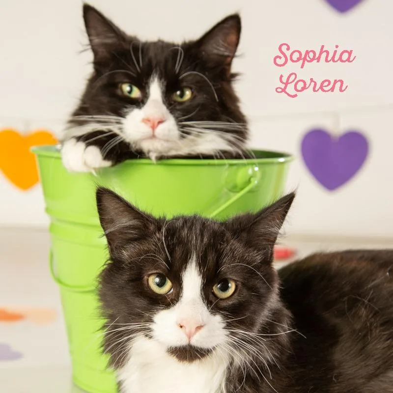 Lawrence Olivier thumbnail 5