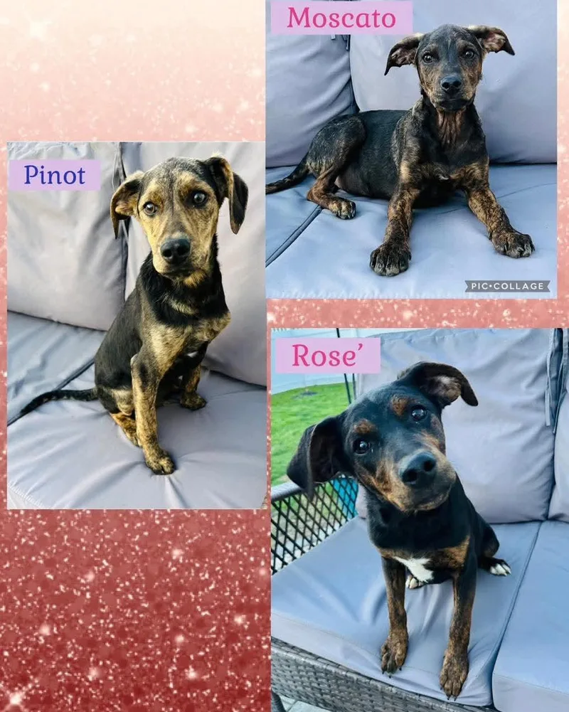 A baby medium-sized female Hound dog named Moscato for adoption in Washington , PA