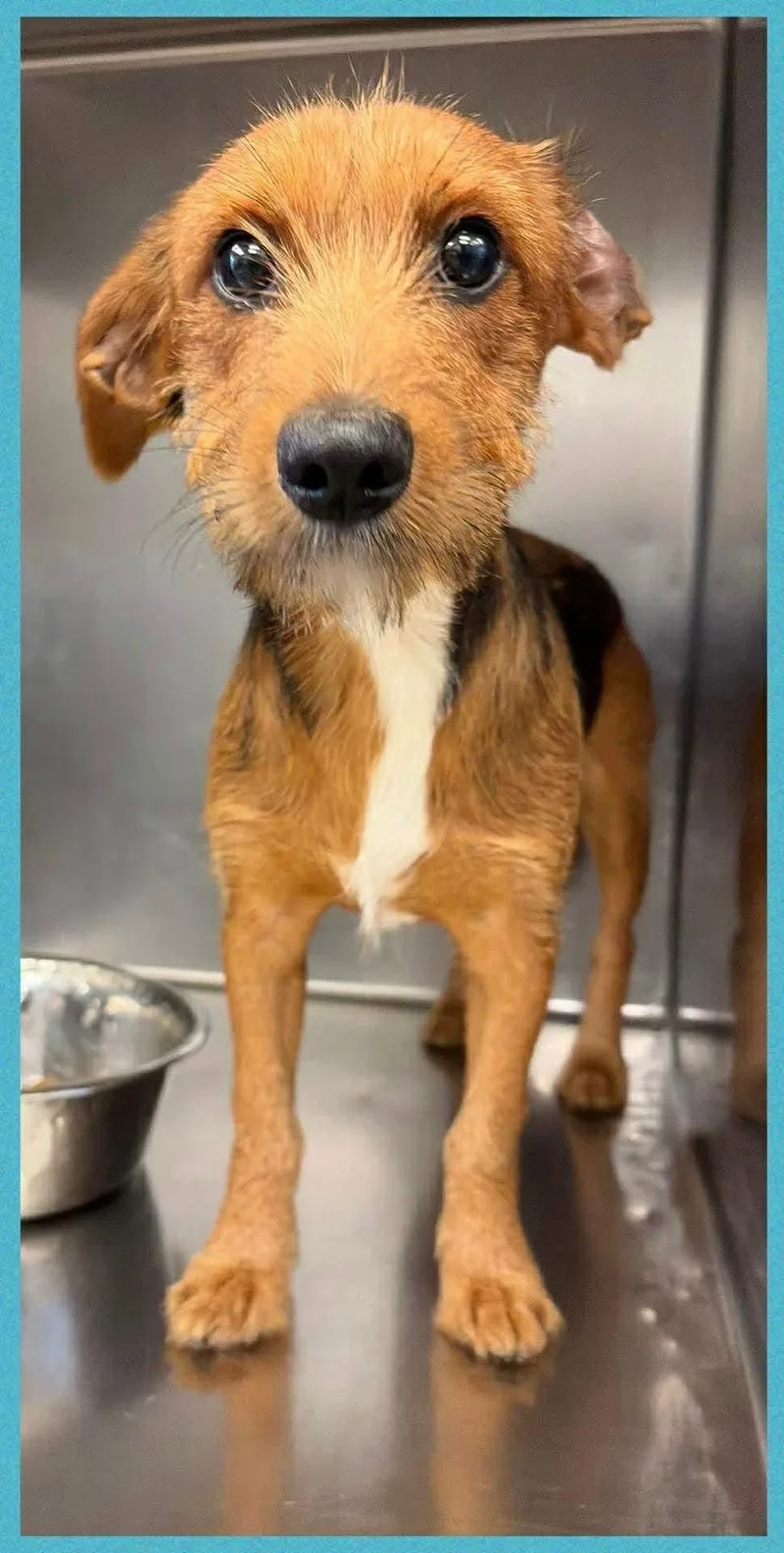 A young small-sized male Terrier dog named Roy SCAS for adoption in Rockaway, NJ