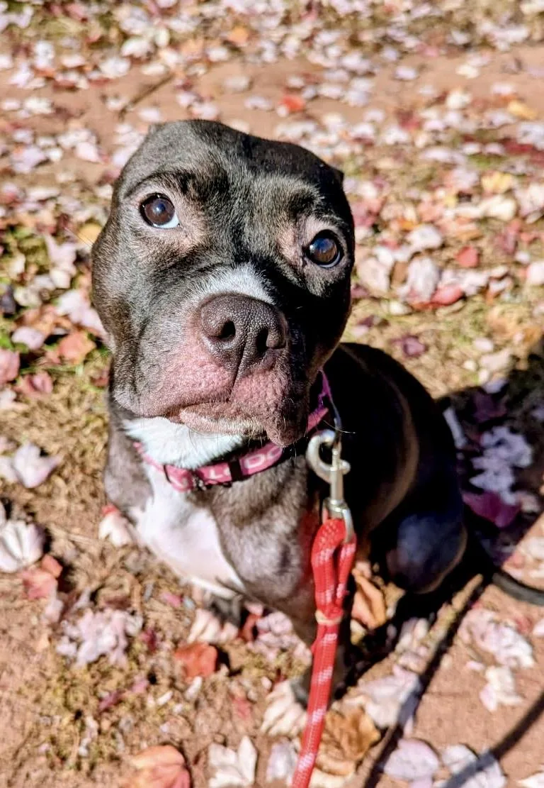 A young medium-sized female Terrier dog named Mae for adoption in Warren, NJ
