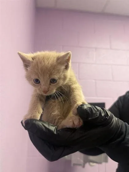 A baby small-sized male Orange / Red Domestic Medium Hair cat named 61046934 for adoption in El Paso, TX