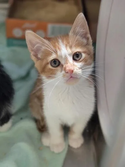 A baby small-sized male Domestic Short Hair cat named Kelpie for adoption in Westland, MI