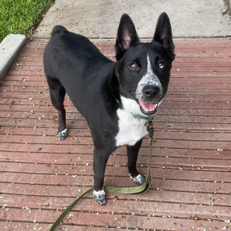 A young medium-sized male Black Mixed Breed dog named Tito for adoption in Houston, TX