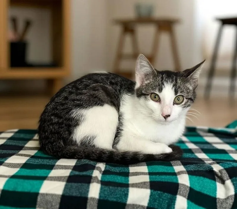 White Ear thumbnail 2