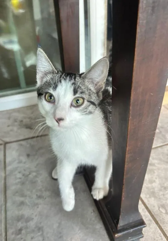 White Ear thumbnail 3