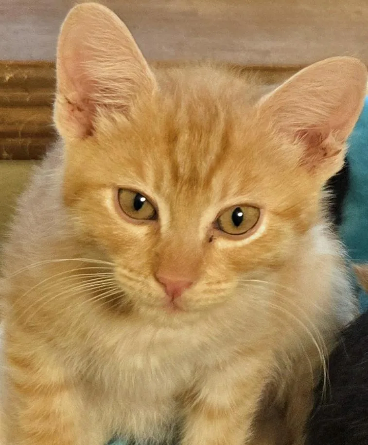 A baby medium-sized male Tabby (Orange / Red) Tabby cat named Griffin for adoption in Salem, OR