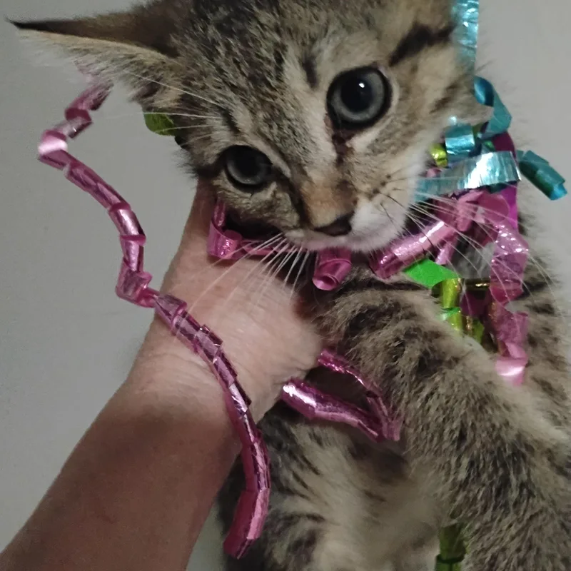 A baby small-sized female Cream / Ivory Tiger cat named Pink Champange Tan Tiger for adoption in Phoenix, AZ