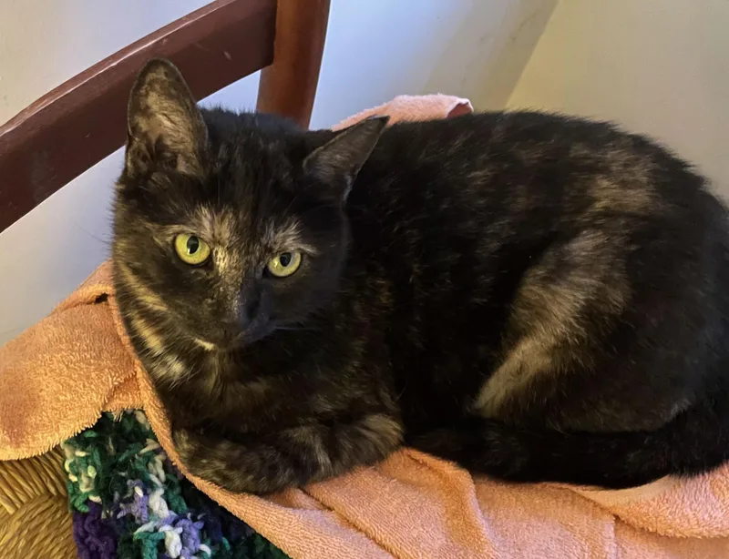 An adult medium-sized female Tortoiseshell Tortoiseshell cat named Eva for adoption in Bear, DE