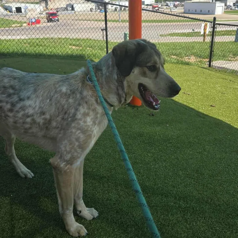 An adult medium-sized female White / Cream Bluetick Coonhound dog named Wendy for adoption in Hannibal, MO