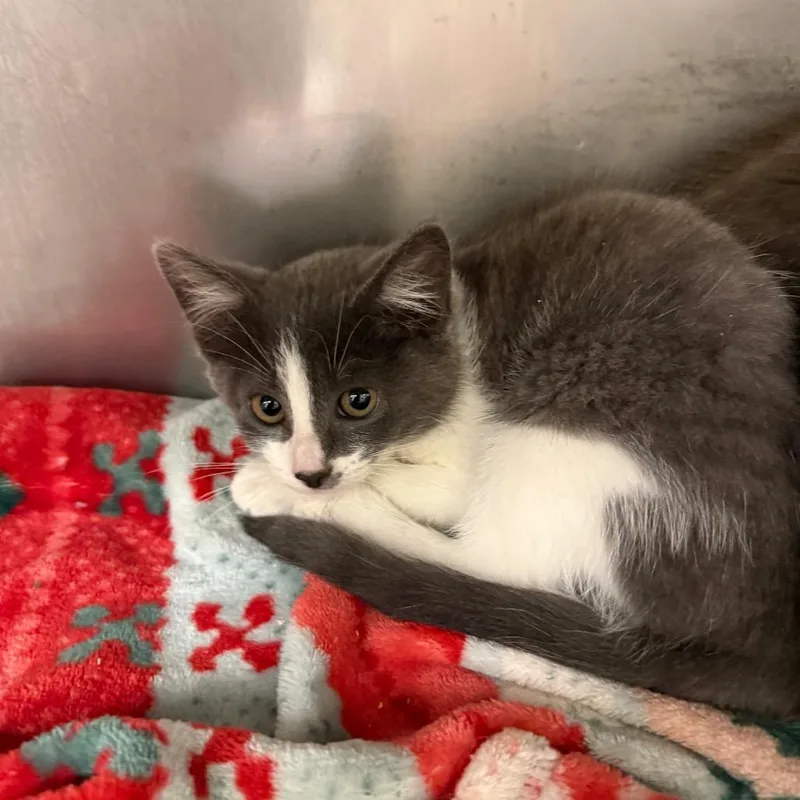 A baby small-sized female Gray / Blue / Silver Domestic Short Hair cat named Aurora for adoption in Lake Panasoffkee, FL