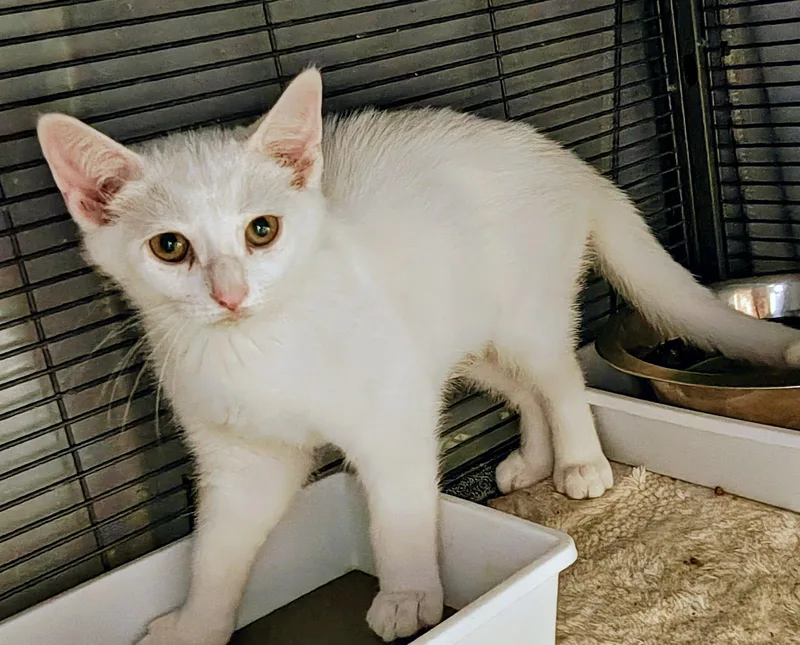 A baby medium-sized male White Domestic Short Hair cat named Frodo for adoption in Springfield, PA