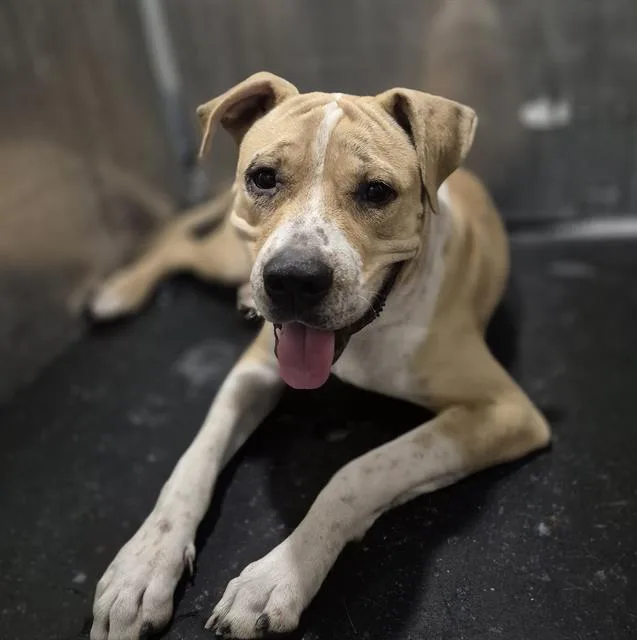 A young medium-sized male American Staffordshire Terrier dog named Saber for adoption in San Antonio, TX
