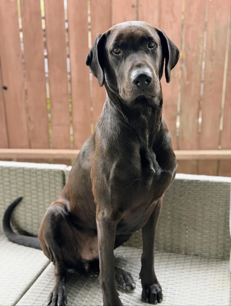 A young large-sized male Black Labrador Retriever dog named Ace for adoption in Claremont, CA