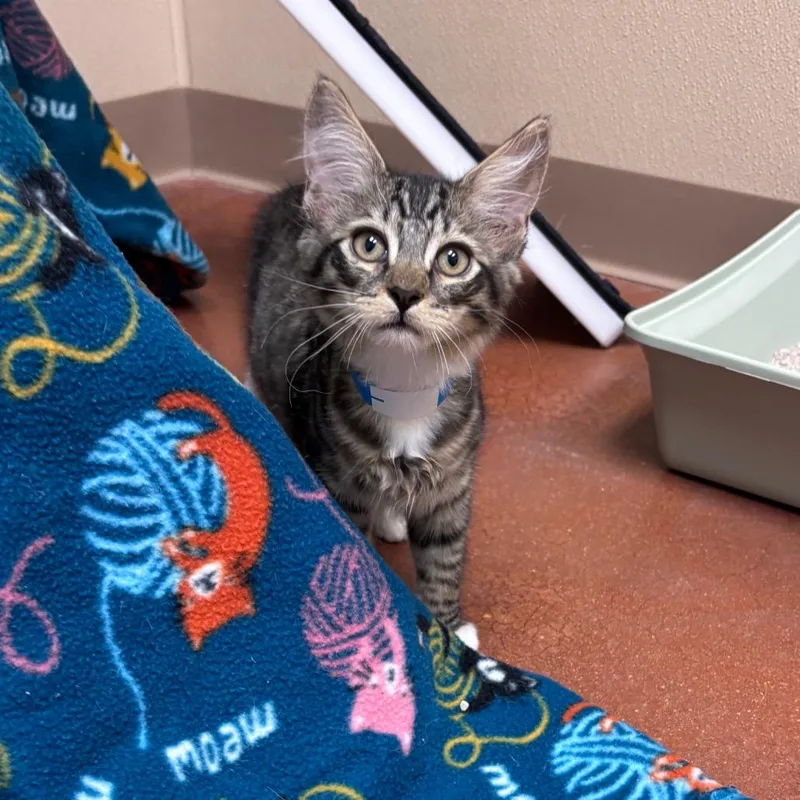 A baby small-sized male Black Domestic Short Hair cat named Tater Bell Blue for adoption in Santa Barbara, CA