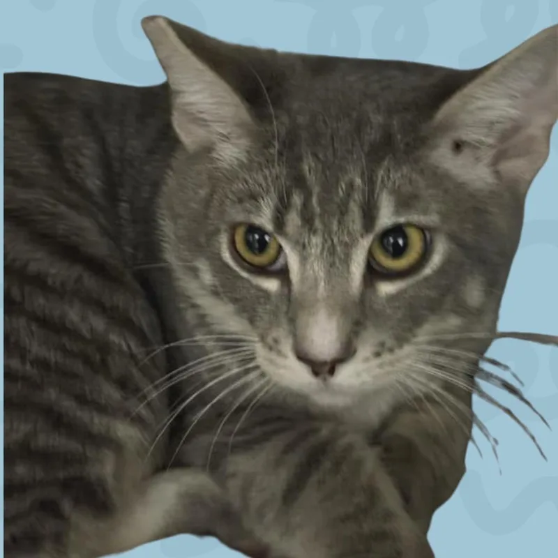 A baby medium-sized male Domestic Medium Hair cat named Sabor for adoption in Reno, NV