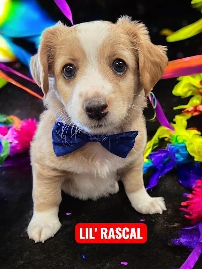 Lil' Rascal