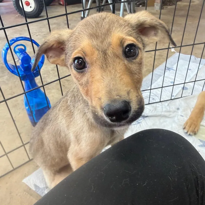 A baby small-sized male Sable German Shepherd Dog dog named Bryce for adoption in Rockville, MD