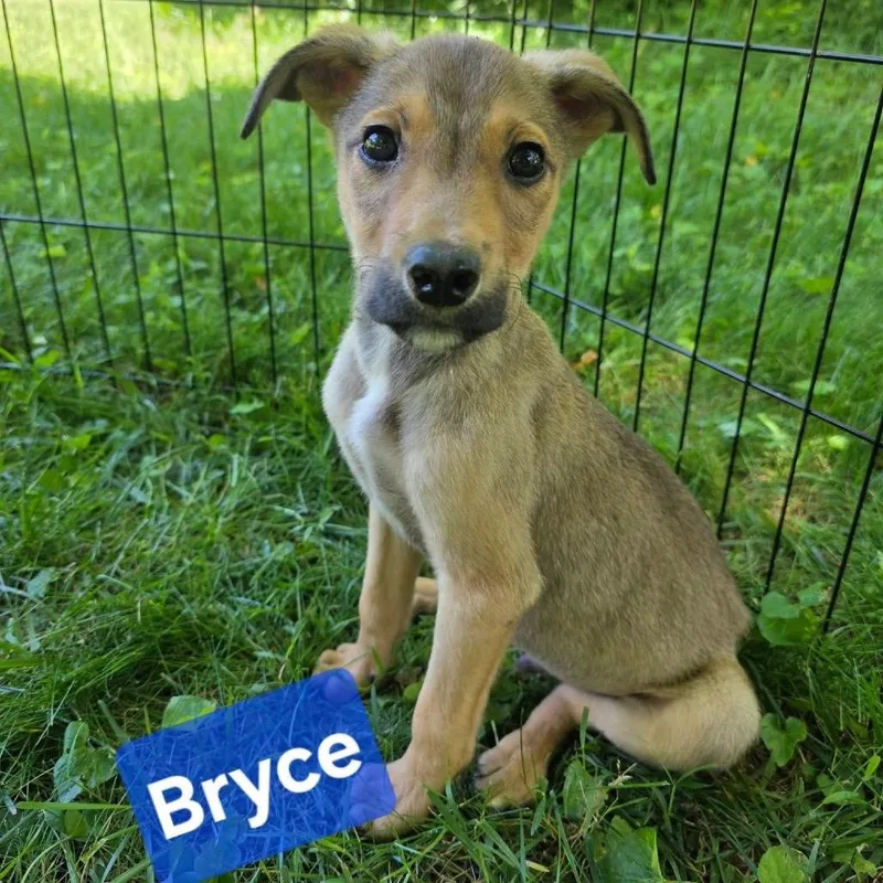 Bryce thumbnail 2